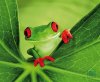 compare prices for Speedlink Silk Mousepad - Frog on PC