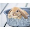 compare prices for Speedlink Silk Mousepad - Rabbit on PC