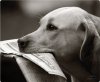 compare prices for Speedlink Silk Mouse pad - Paperdog on PC